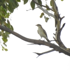 Lalage tricolor (White-winged Triller) at Bohena Creek, NSW - 23 Jan 2021 by Liam.m