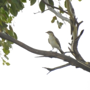 Lalage tricolor at Bohena Creek, NSW - 23 Jan 2021