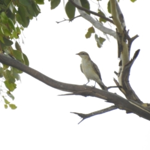 Lalage tricolor (White-winged Triller) at Bohena Creek, NSW by Liam.m