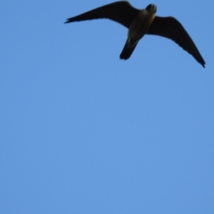 Falco longipennis at The Pilliga, NSW - 23 Jan 2021