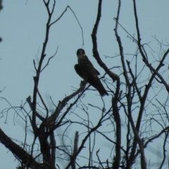 Falco longipennis at The Pilliga, NSW - 23 Jan 2021