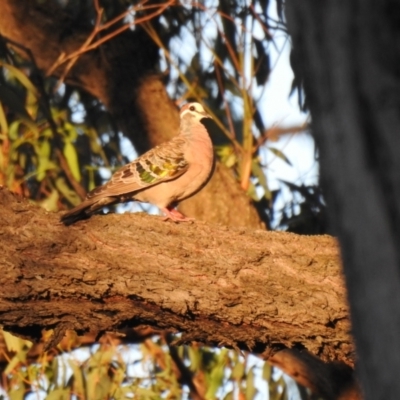 Phaps chalcoptera (Common Bronzewing) at The Pilliga, NSW - 23 Jan 2021 by Liam.m