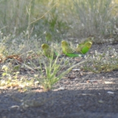 Melopsittacus undulatus (Budgerigar) at Wee Waa, NSW - 24 Jan 2021 by Liam.m