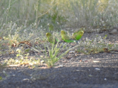 Melopsittacus undulatus (Budgerigar) at Wee Waa, NSW - 23 Jan 2021 by Liam.m