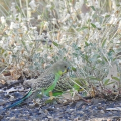 Melopsittacus undulatus at Wee Waa, NSW - 24 Jan 2021 08:23 AM