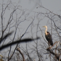 Ardea pacifica (White-necked Heron) at The Pilliga, NSW - 5 Jan 2020 by Liam.m