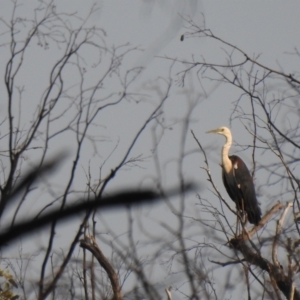 Ardea pacifica at The Pilliga, NSW - 5 Jan 2020