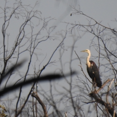 Ardea pacifica (White-necked Heron) at The Pilliga, NSW - 5 Jan 2020 by Liam.m