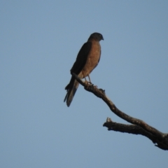 Tachyspiza cirrocephala (Collared Sparrowhawk) at The Pilliga, NSW - 5 Jan 2020 by Liam.m