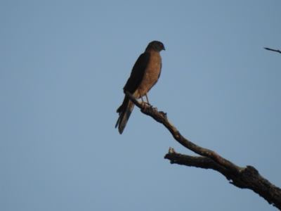 Accipiter cirrocephalus (Collared Sparrowhawk) at The Pilliga, NSW - 4 Jan 2020 by Liam.m