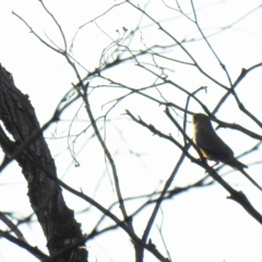 Neophema pulchella (Turquoise Parrot) at The Pilliga, NSW - 4 Jan 2020 by Liam.m