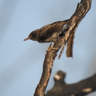 Daphoenositta chrysoptera (Varied Sittella) at The Pilliga, NSW - 4 Jan 2020 by Liam.m