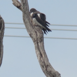 Artamus leucorynchus (White-breasted Woodswallow) at Moree, NSW by Liam.m