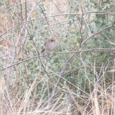 Malurus leucopterus (White-winged Fairywren) at Moree, NSW - 21 Dec 2017 by Liam.m