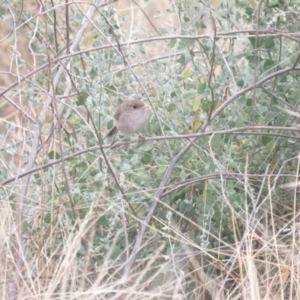 Malurus leucopterus at Moree, NSW - 21 Dec 2017