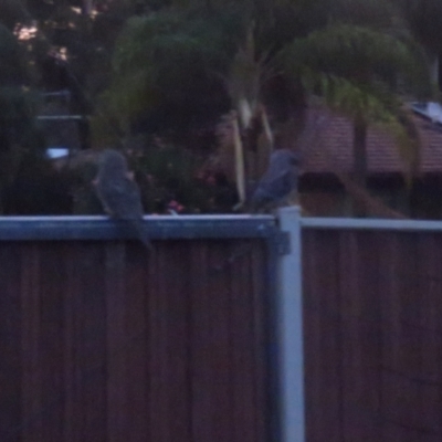 Podargus strigoides (Tawny Frogmouth) at Moree, NSW - 21 Dec 2017 by Liam.m