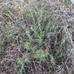 Melichrus urceolatus (Urn Heath) at Lions Youth Haven - Westwood Farm A.C.T. - 12 Aug 2021 by HelenCross