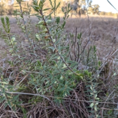 Melichrus urceolatus at Tuggeranong DC, ACT - 12 Aug 2021