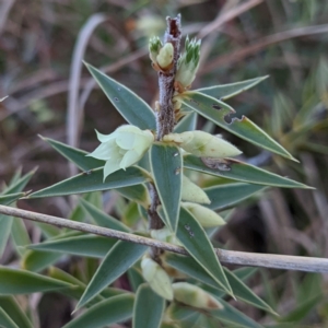 Melichrus urceolatus at Tuggeranong DC, ACT - 12 Aug 2021