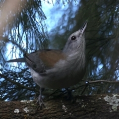 Colluricincla harmonica (Grey Shrikethrush) at Downer, ACT - 11 Aug 2021 by jb2602