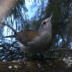 Colluricincla harmonica (Grey Shrikethrush) at Mount Majura - 11 Aug 2021 by jb2602