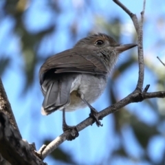 Colluricincla harmonica at Downer, ACT - 11 Aug 2021