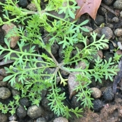 Cotula australis (Common Cotula, Carrot Weed) at Dryandra St Woodland - 7 Aug 2021 by Ned_Johnston