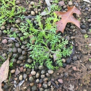 Cotula australis at O'Connor, ACT - 7 Aug 2021 02:58 PM