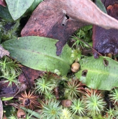 Chiloglottis sp. (A Bird/Wasp Orchid) at Black Mountain - 31 Jul 2021 by Ned_Johnston