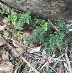 Cheilanthes sieberi (Rock Fern) at Dalton, NSW - 8 Aug 2021 by Ned_Johnston