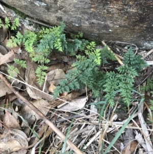 Cheilanthes sieberi at Dalton, NSW - 8 Aug 2021