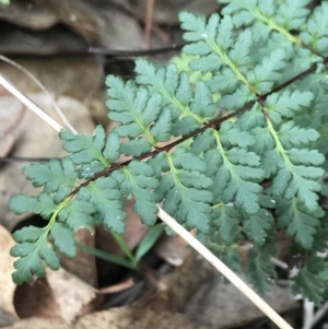 Cheilanthes sieberi at Dalton, NSW - 8 Aug 2021