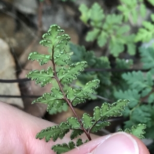 Cheilanthes sieberi at Dalton, NSW - 8 Aug 2021