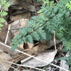 Cheilanthes sieberi at Dalton, NSW - 8 Aug 2021