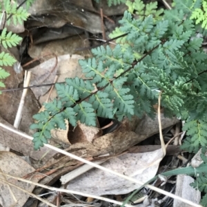 Cheilanthes sieberi at Dalton, NSW - 8 Aug 2021