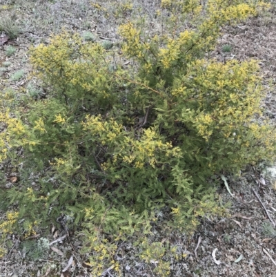 Acacia cardiophylla (Wyalong Wattle) at Dalton, NSW - 8 Aug 2021 by NedJohnston