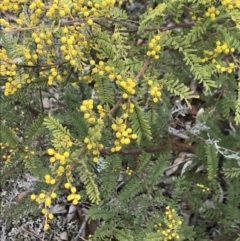 Acacia cardiophylla at Dalton, NSW - 8 Aug 2021 11:45 AM