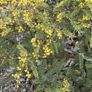 Acacia cardiophylla at Dalton, NSW - 8 Aug 2021 11:45 AM