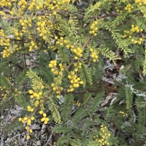 Acacia cardiophylla at Dalton, NSW - 8 Aug 2021