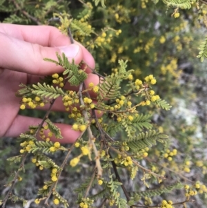 Acacia cardiophylla at Dalton, NSW - 8 Aug 2021 11:45 AM