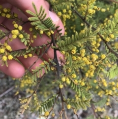 Acacia cardiophylla at Dalton, NSW - 8 Aug 2021 11:45 AM