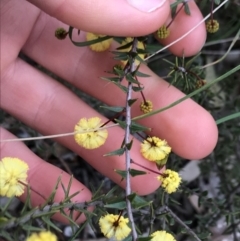 Acacia gunnii (Ploughshare Wattle) at Dalton, NSW - 8 Aug 2021 by NedJohnston