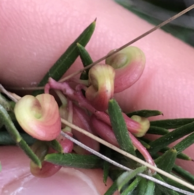 Grevillea (genus) (Grevillea) at Dalton, NSW - 8 Aug 2021 by NedJohnston