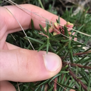 Grevillea sp. at Dalton, NSW - 8 Aug 2021