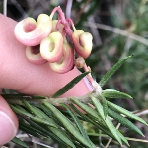 Grevillea sp. at Dalton, NSW - 8 Aug 2021 12:30 PM