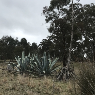 Agave americana (Century Plant) at Gunning, NSW - 8 Aug 2021 by Ned_Johnston