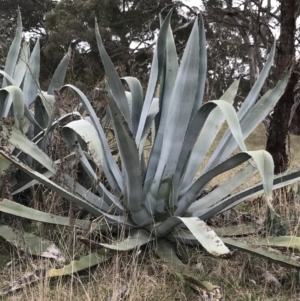 Agave americana at Gunning, NSW - 8 Aug 2021