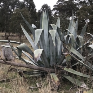 Agave americana at Gunning, NSW - 8 Aug 2021