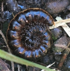 Diplopoda (class) (Unidentified millipede) at Aranda Bushland - 10 Aug 2021 by NedJohnston