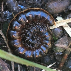 Diplopoda (class) at Holt, ACT - 10 Aug 2021 11:01 AM